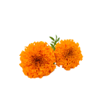Lutein Powder - 画像 (2)