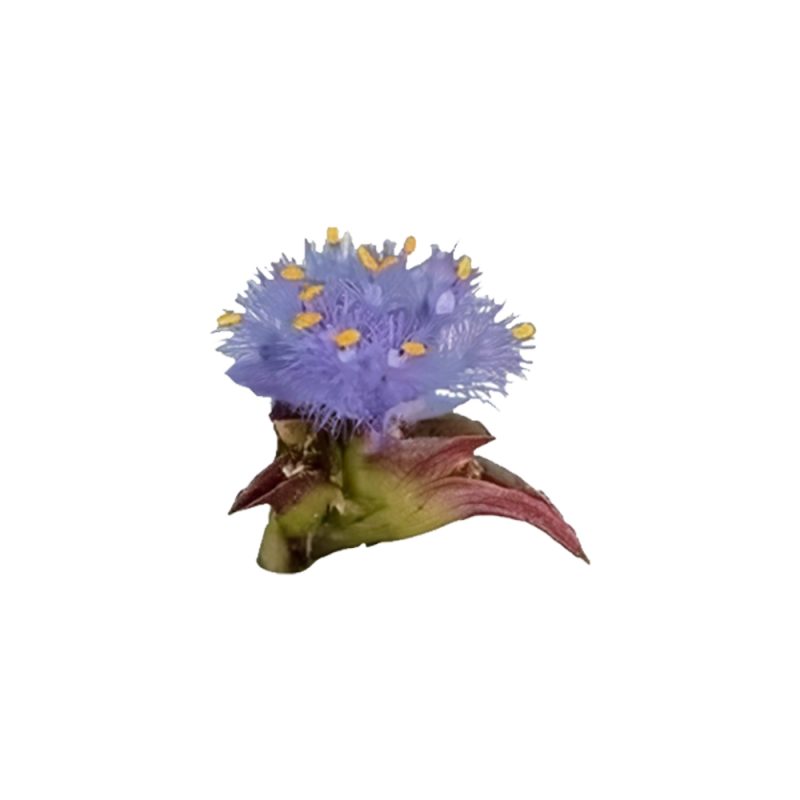 ほうれん草（Spinacia oleracea）の植物を被写体としたマクロ写真