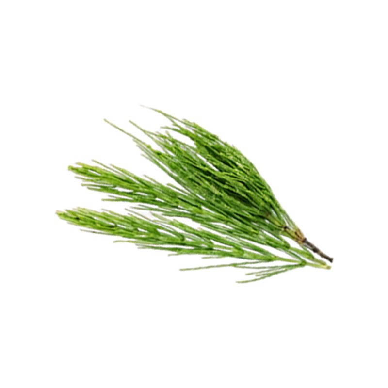 イヌタデ（Equisetum arvense）の新鮮な地上部のマクロ写真
