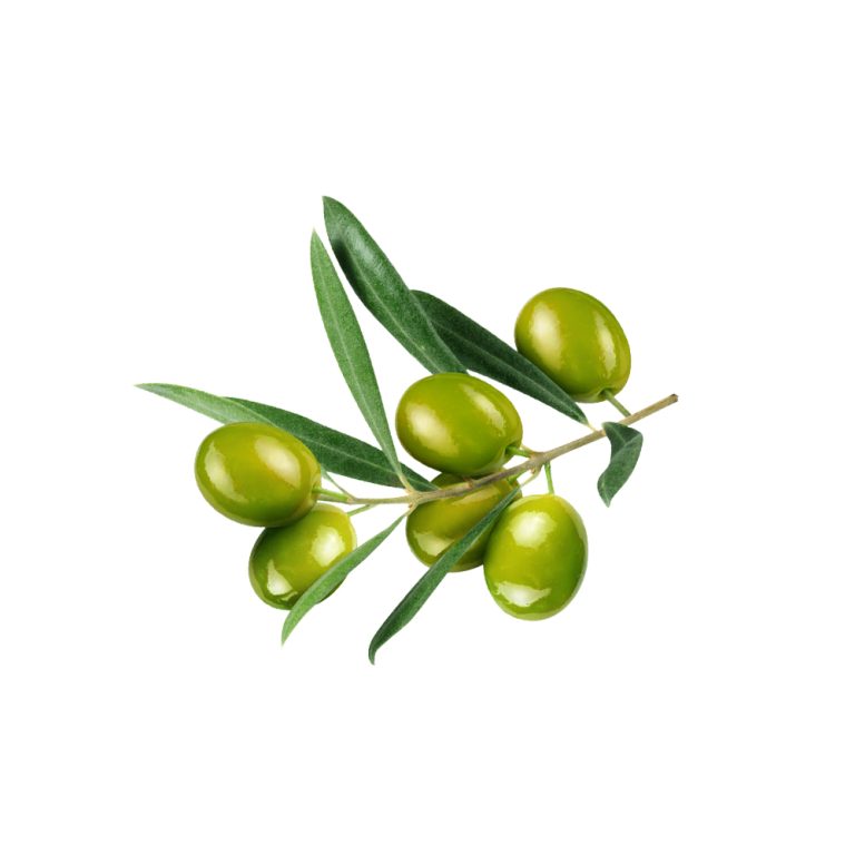 Olea europaea の新鮮なオリーブの葉の接写写真