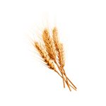 Triticum aestivum（夏小麦）の穀粒のマクロ写真