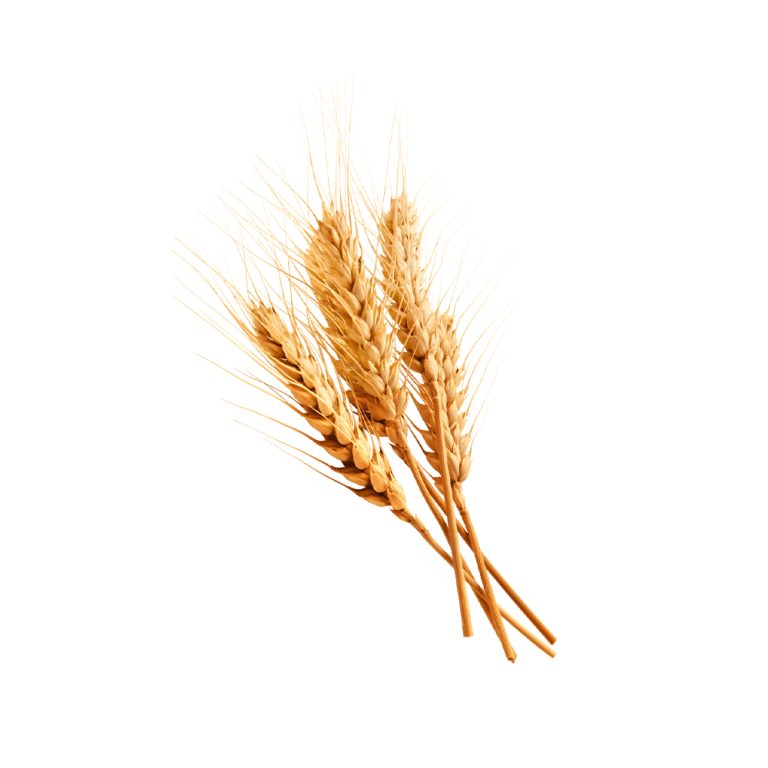 Triticum aestivum（夏小麦）の穀粒のマクロ写真