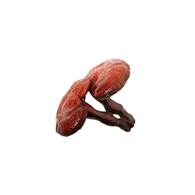 Ganoderma lucidum fresh fruiting body macro photography