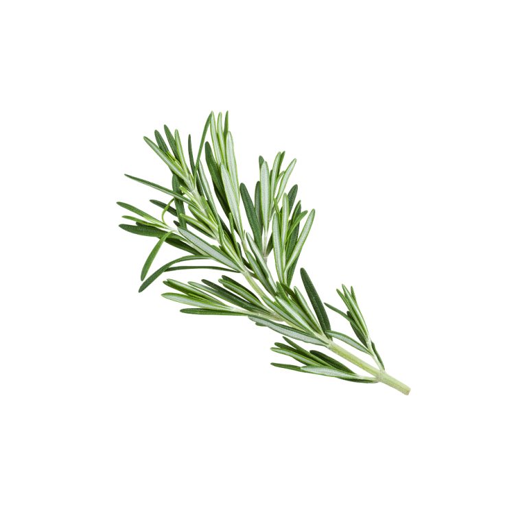 Rosmarinus officinalis fresh rosemary leaf macro photography