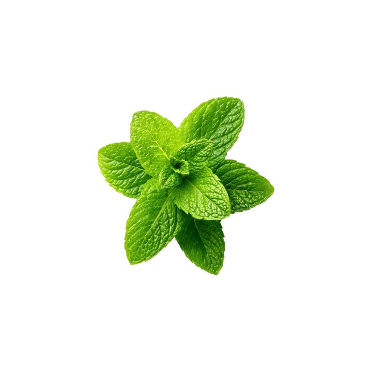 Stevia rebaudiana fresh leaf macro photography